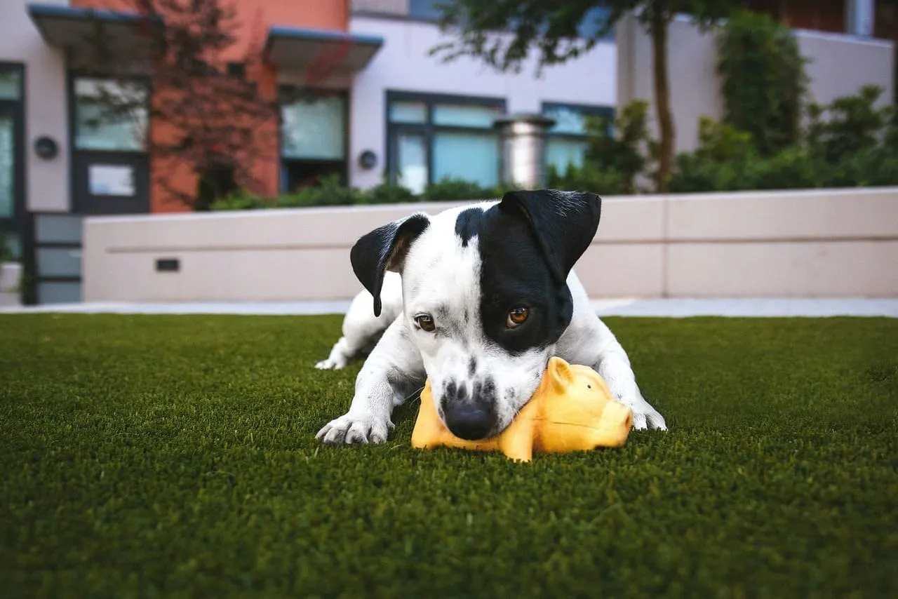 Césped artificial para mascotas · Césped Express